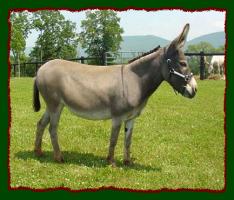 Miniature Donkey Brood Jennet, LDF Lucinda Marie (11,636 bytes)