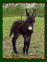 Miniature Donkey, Shorecrest's Miss Meghan (8282 bytes)