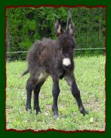 Miniature Donkey, Shorecrest's Miss Meghan (8602 bytes)
