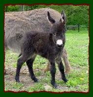 Miniature Donkey, Shorecrest's Miss Meghan (10,107 bytes)
