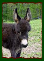Miniature Donkey, Shorecrest's Miss Meghan (7381 bytes)