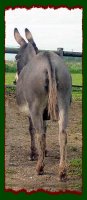 Miniature Donkey Brood Jennet, KWA Faunas Peep (6322 bytes)