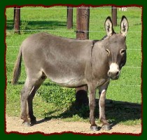 Miniature Donkey Brood Jennet, KWA Faunas Peep (17,699 bytes)