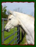 Arabian mare for sale, Shorecrest Monriki (7409 bytes)