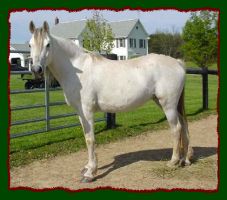 Arabian mare for sale, Shorecrest Monriki (11,735 bytes)