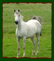 Arabian mare for sale, Shorecrest Monriki (8440 bytes)