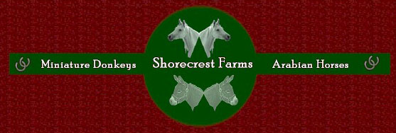 Welcome To Shorecrest Farms - Arabian Horses & Miniature Donkeys! - Logo designed by Julia Vaughn!