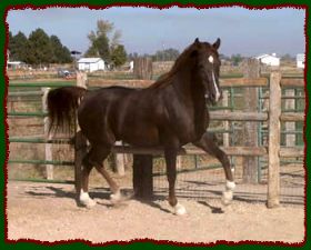 Choclate Thunder, Arabian Stallion