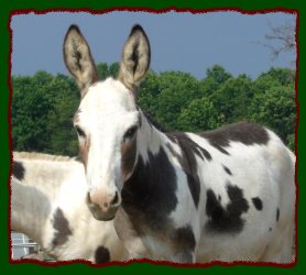 Wit's End Tyger Heart - our future spotted herd sire