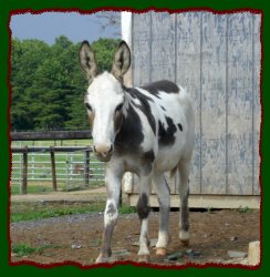 Wit's End Tyger Heart - our future spotted herd sire