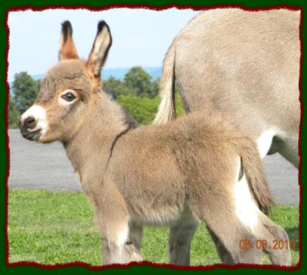 Shorecrests Tasha, miniature donkey jennet for sale