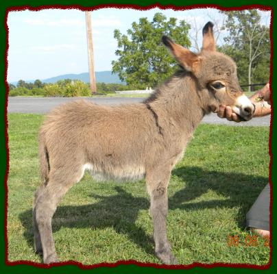 Shorecrests Tasha, miniature donkey jennet for sale