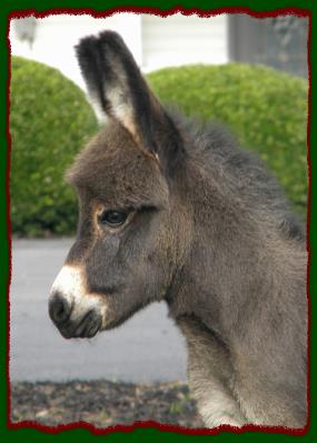 Shorecrests Taylor, miniature donkey jennet for sale