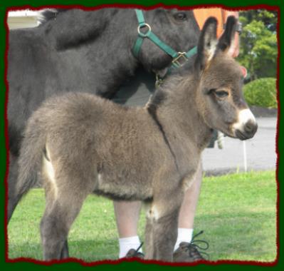 Shorecrests Taylor, miniature donkey jennet for sale