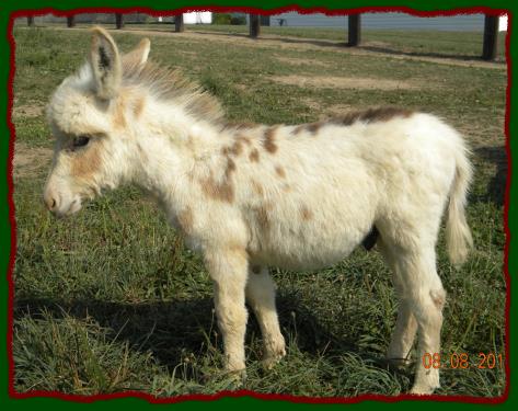 Shorecrests Theodore, spotted miniature donkey jack for sal