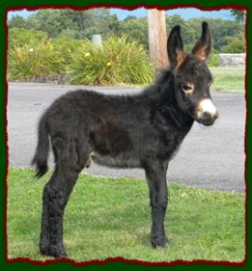 Black miniature donkey jack for sale