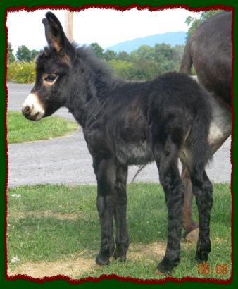 Black miniature donkey jack for sale