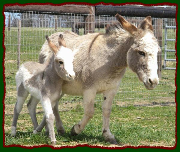 Bumpus Farms Betty