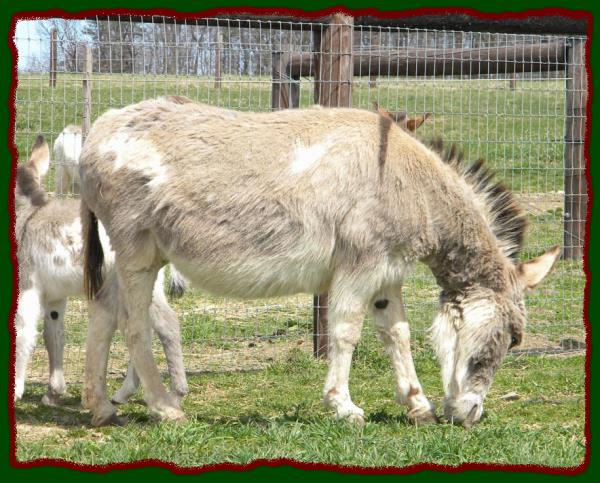 Bumpus Farms Betty