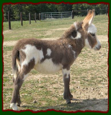 Shorecrests Teena, spotted miniature donkey jennet for sale