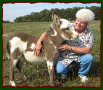 Shorecrests Teena, spotted miniature donkey jennet for sale