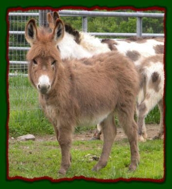 Shorecrests Sadie, red miniature donkey jennet for sale