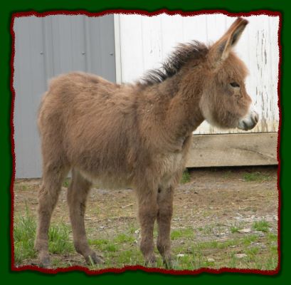 Shorecrests Sadie, red miniature donkey jennet for sale