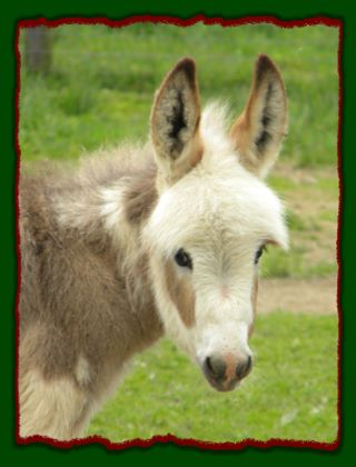 Shorecrests Samuel, spotted miniature donkey jack for sale