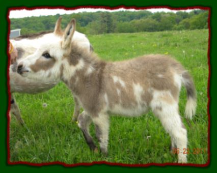 Shorecrests Samuel, spotted miniature donkey jack for sale