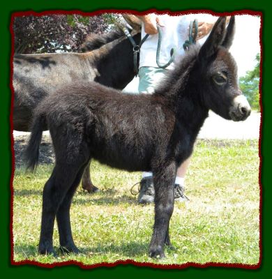 Shorecrests Shawna, miniature donkey for sale