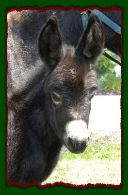 Shorecrests Shawna, miniature donkey for sale