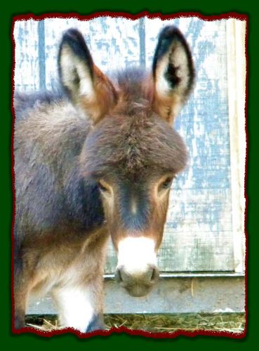 Shorecrests Sylvia, miniature donkey for sale