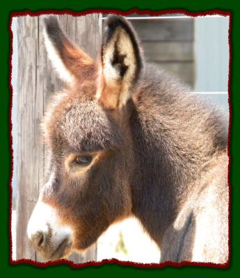 Shorecrests Sylvia, miniature donkey for sale