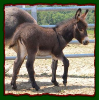 Shorecrests Sylvia, miniature donkey for sale