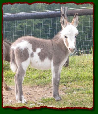 Shorecrests Gunner, spotted miniature donkey jack for sale