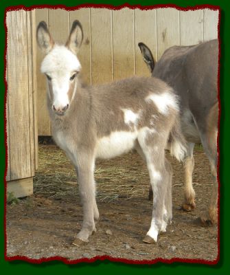 Shorecrests Gunner, spotted miniature donkey jack for sale