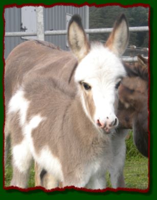 Shorecrests Gunner, spotted miniature donkey jack for sale