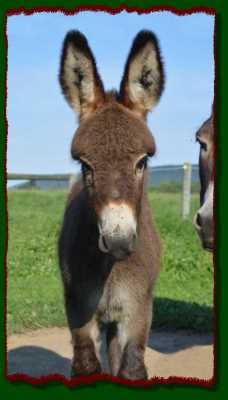 Shorecrests LeeRoy, miniature donkey for sale