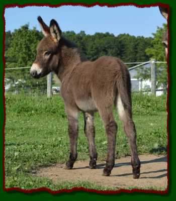 Shorecrests LeeRoy, miniature donkey for sale