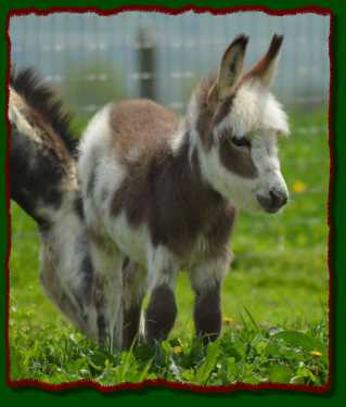 Miniature donkey for sale