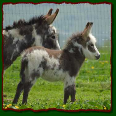 Miniature donkey for sale