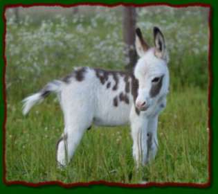 Shorecrests Levi, spotted miniature donkey for sale at Shorecrest Farms