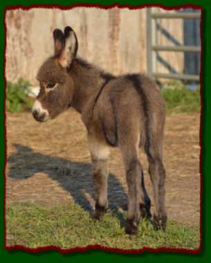 Lucille, miniature donkey for sale