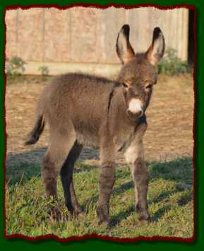 Lucille, miniature donkey for sale