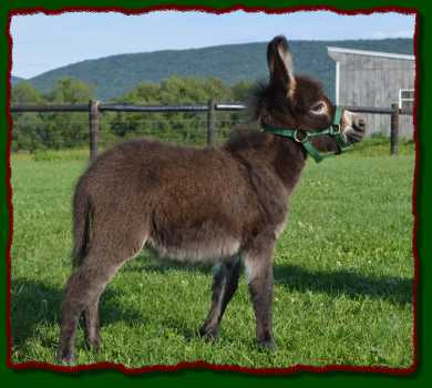 Shorecrests Lucky, miniature donkey for sale at Shorecrests  Farm