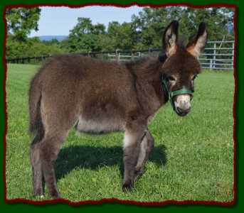 Shorecrests Lucky, miniature donkey for sale at Shorecrests  Farm