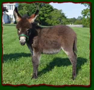 Shorecrests Lucky, miniature donkey for sale at Shorecrests  Farm