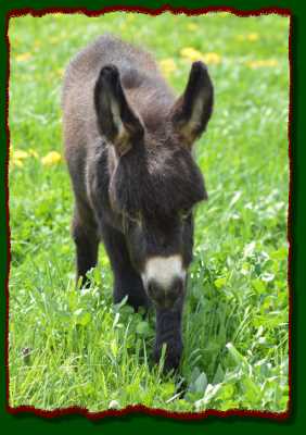 Miniature donkey for sale!