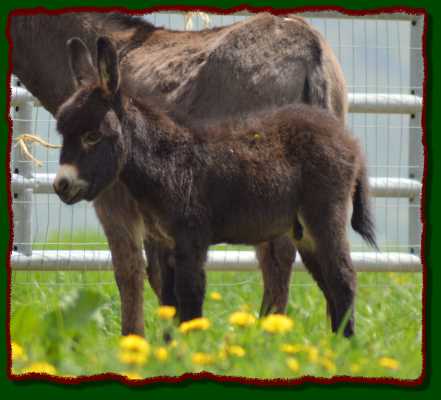 Miniature donkey for sale