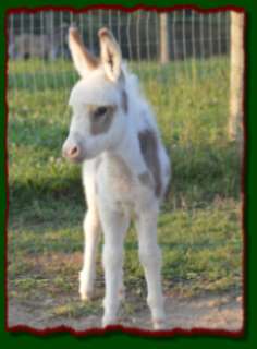 Shorecrests Luther, spotted jack for sale at Shorecrest Farms